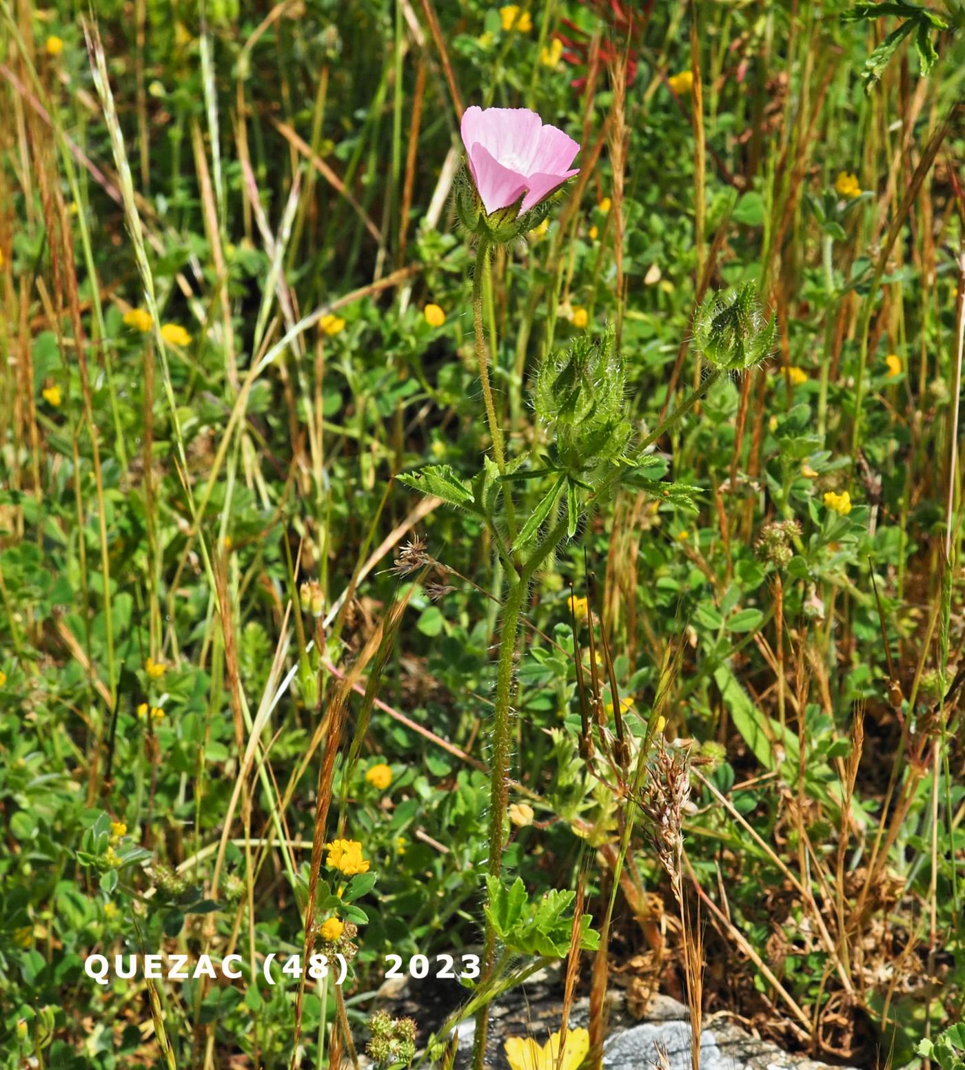 Mallow, Hairy plant